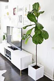 I like it because not only does it have the correct npk ratio, it also contains all 17 micronutrients that. Q How Do You Deal With Having Houseplants And Cats
