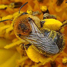 We will show you a list of the hottest topics at the moment. 11 Plants You Can Use To Keep Your Garden Abuzz With Bees Northern Natal News