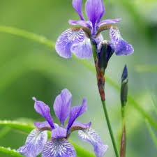 Image result for Kosteletzkya grantii