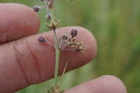 Image result for Aspidoglossum biflorum