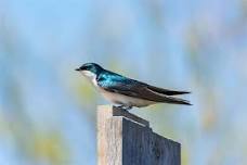 National Trails Day: Birding at Jamaica Bay