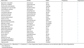 Image result for Panicum gracilicaule