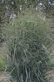 Image result for Panicum monticola