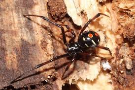 These marks, which vary between red or white, often appear in the form of a single stripe, or a series of bars and spots. What Type Of Spider Has Red Legs Is Shiny And Has An Hourglass Shaped White Spot On Its Back Quora