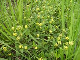 Image result for Eriosema