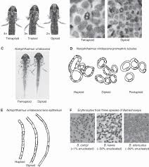 Maybe you would like to learn more about one of these? Changes In Cell Size Are Accompanied By Modification Of Cell And Tissue Download Scientific Diagram
