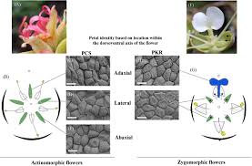 Image result for Englerodendron mengei