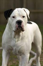 Home of the 2012, 2015, 2017, and 2018 nkc national champions! American Bulldog Bulldog Puppies American Bulldog Bulldog Training