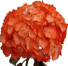 Each group contains a gorgeous assortment of species and varieties. Orange Hydrangea Airbrushed Orange Flowers Halloween Flowers Wedding Flowers Hydrangea Flower Orange Wedding Flowers Planting Flowers