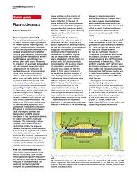 Plant cells must work together as part of a multicellular organism (the plant); Plasmodesmata