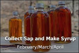 Collect Sap Make Syrup Tap My Trees Maple Sugaring For