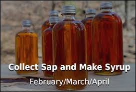 collect sap make syrup tap my trees maple sugaring for