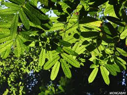 Pain on your right side is a common problem that can be due to a variety of minor to serious conditions. The Rainforest Canopy