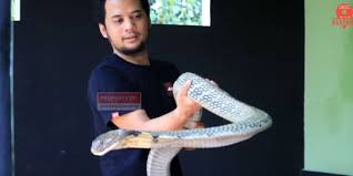 Video ular cobra terbesar di dunia sepanjang sejarah. Ketika Garaga King Kobra Peliharaan Panji Ingin Kembali Ke Alam Tapi Takut Dibunuh Merdeka Com