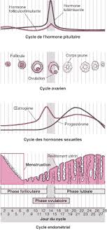 En revanche, l'ovocyte est fécondable que dans les 24 heures qui suivent l'ovulation. Dysfonctionnement De L Ovulation Problemes De Sante De La Femme Manuels Msd Pour Le Grand Public