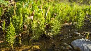 Habe unseren gemeindegärtner gefragt, was man dagegen tun könnte. Ackerschachtelhalm Im Beet Und Rasen Loswerden Ndr De Ratgeber Garten