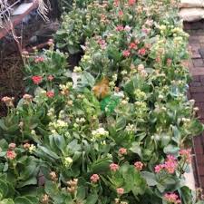 Dengan mengorder produk ini berarti anda. Jual Bunga Calandiva Siap Berbunga Aneka Warna Harga 45rb Bibit Calandiva Tanamanhias Bibitbunga Melayani Grosir Dan Proyek Tanaman Penjual Bunga Bunga