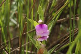 Image result for Brachycorythis