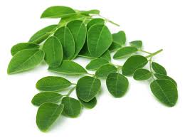 Daun kelor mudah mengalami proses fermentasi, terlihat dari daunnya yang cepat layu dan menguning. Moringa Oleifera Leaf Daun Kelor Balicious Id