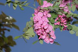 Image result for Robinia