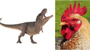 Ayam Dan Burung Unta Ternyata Keturunan Tyrannosaurus Rex 6 Fakta Tak Biasa Tentang Dinosaurus Tribun Travel