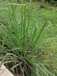Image result for Cymbopogon pospischilii