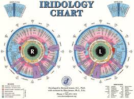 iridology eye chart free download iriscope iridology