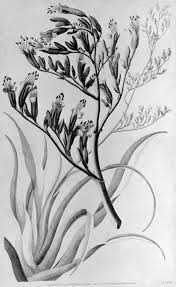Renown native trees include rimu, totara, matai, kahikatea and many species of ferns including the tallest tree. A New Plant Flax And Flax Working Te Ara Encyclopedia Of New Zealand