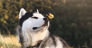 Husky Mit Schmetterling Auf Der Nase Cute Nature Hund Hunde Buddyandbello Buddybello Husky Dogs Siberian Husky Siberian Husky Dog