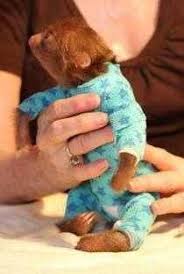 Baby Sloth In Pajamas Baby Sloth Cute Animals Cute Baby Sloths