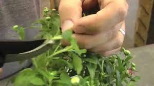 Plant the cutting in a pot of potting. How To Grow Chrysanthemums Youtube
