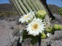 For more farming information, see agriculture. Saguaro Cactus Organ Pipe Cactus National Monument U S National Park Service