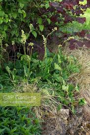 Image result for Heuchera cylindrica Greenfinch