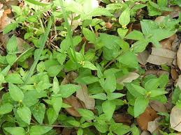 Image result for Calyptocarpus vialis