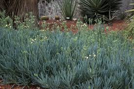 Image result for Senecio forbesii
