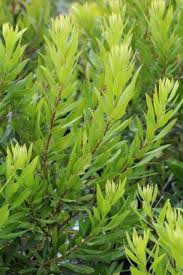 Image result for Myrica salicifolia