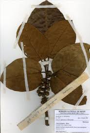 Image result for Ficus trichopoda