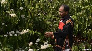 Robusta plants are more easily cultivated than their arabica cousins, and as a result, 97% of all coffee grown in vietnam is robusta. How Vietnam Became A Coffee Giant Bbc News