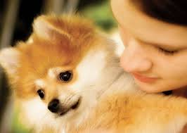 Find pomeranian in dogs & puppies for rehoming | find dogs and puppies locally for sale or adoption in ontario : Pomeranian