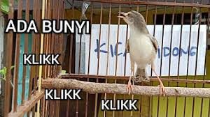 That's all article erek erek burung this time, hopefully it can benefit you all. Koneksi Burung Erek Erek Youtube