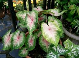 Bamboo palm, also known as the reed palm, grows naturally in mexico and central america, where the air is humid and the sun is bright. 12 Poisonous Houseplants Their Health Effects And Safe Alternatives Dengarden