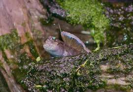 Pin On Mudskipper
