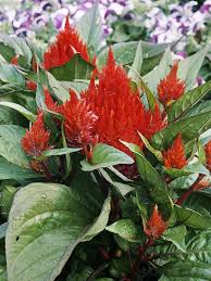 Pin On Gorgeous Garden Plants