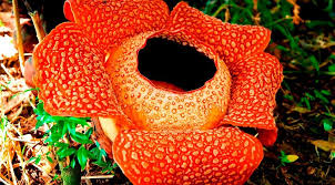 Orange Rafflesia The World S Largest Flower Strange Flowers Fancy Flowers Asia Travel