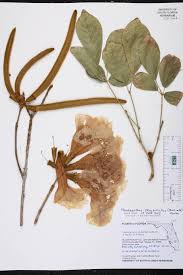 Image result for Handroanthus chrysotrichus