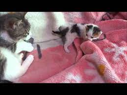 泣いて怒る子猫 そして謝る母猫 子猫 猫 犬と猫