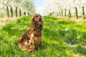 It is one of several varieties of spaniel and is the foundation o. English Cocker Spaniel Farben Charakter Pflege Rassebeschreibung