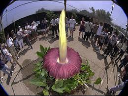 Hundred flowers campaign, movement begun in may 1956 within the communist government of china to lift the restrictions imposed upon chinese intellectuals and thus grant greater freedom of thought and speech. Amorphophallus Titanium Corpse Plant The Largest Flower In The World Only Blooms Every 40 Years Owlcation