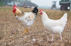 Hahn und henne federfüßig.hahn auch einzeln.folgende tiere sind abzugeben: Bioland Blog