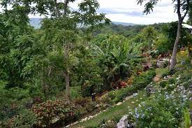 Check spelling or type a new query. Best Ahhh Ras Natango Gallery And Garden Tours Trips Admission Tickets Montego Bay